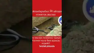 Ал жылан тозоктон чыгып Кыямат куну беш адамды избейт