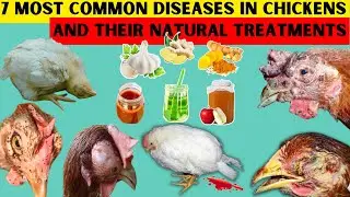 7 MOST COMMON DISEASES OF CHICKEN & THEIR NATURAL TREATMENTS | 100% RECOVERY | These TREATS