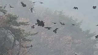 삼성산 칼바위 까마귀떼