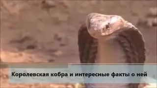 Королевская кобра и интересные факты о ней