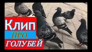 КРУТОЙ КЛИП ПРО ГОЛУБЕЙ СДЕЛАННЫЙ В ADOBE PREMIER PRO