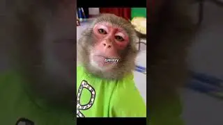 Дайвинчик | Отбросы 