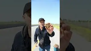 Трюфель (Dombalan)