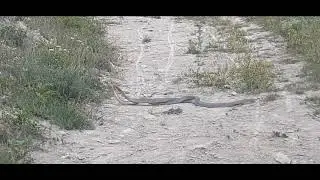Two Snakes in Jivkovo