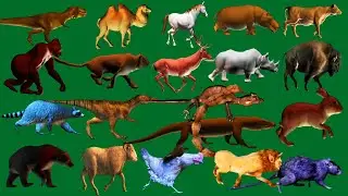 Green Screen Animals Line Running and Walking HD Green Screen Animals Video