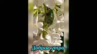Доброе утро Друзья 💐☀️💐☀️💐