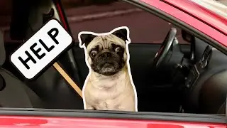 Bowser the Pug HATES Car Rides