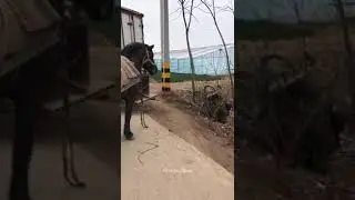 Shunday otingiz bo‘lishini hoxlaysizmi