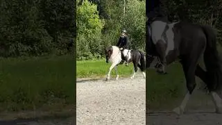 Till minne av Ylfa 🕊️🐴 Vår första & sista tävling💔 Tack för allt!