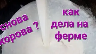 Корова с 2-х тонным удоем 🤣 Запрет на опорос😱 Весенняя метель 🤯