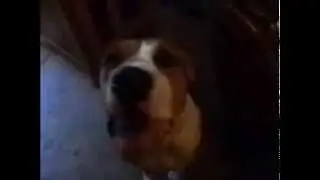 Moe says I Don't Want To - Talking Dogs Talking like humans