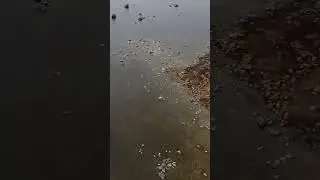 Открыл каячный сезон: пройдено около 18 километров.