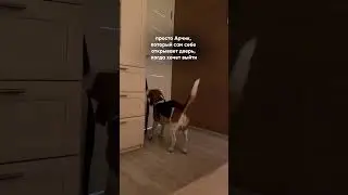 СОБАКА САМА СЕБЕ ОТКРЫВАЕТ ДВЕРЬ