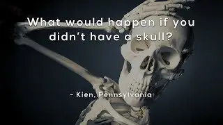 What would happen if you didn't have a skull?