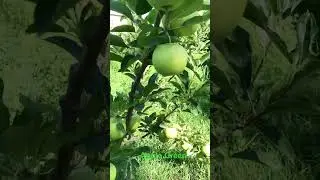 #apple