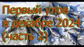 Первый улов в декабре 2024 (часть 2)🐋🦈❄