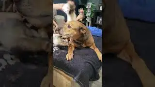 Just an old dog hanging with some ferrets 🥰 #ytshorts #dogdynasty #dog #ferret #pitbulldog #pets