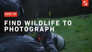 How to Find Wildlife to Photograph | Photography Tips