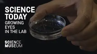 The future of lab-grown eye transplants