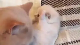 Няшки😍😍❤