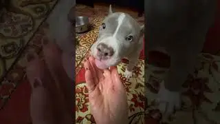 Один день из жизни булочки Молли ❤️