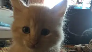 VLOG: Дрессированный котёнок Вася!!!