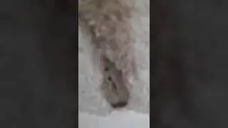 איך הם עוברים כל דבר הטרמיטים בלוקים בטון ומה לא....אלדר הדברות
