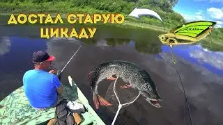 Ловля окуня на колебалки| Цикада меня удивила|Рыбалка на Западной Двине.