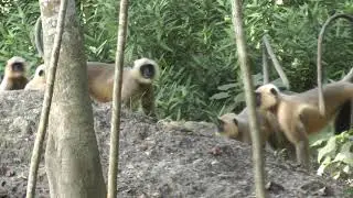 Langur Monkey Aggressive Mood Before Fighting