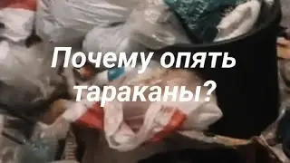 Дезинсекция в Тосно. Почему опять тараканы в квартире?!