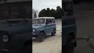 Лебедь напал на человека 😳