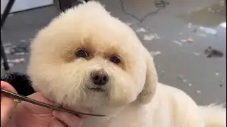 Grooming a Bichon to perfection