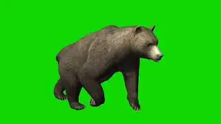 Bear running // Green screen bear running // Running bear green screen // Bear running green screen
