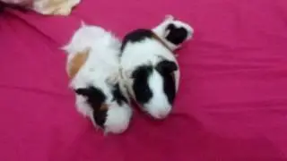 Foto em família 😍 (Porquinho da índia)💕💓
