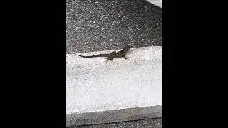 Goodbye, Lizard Friend.