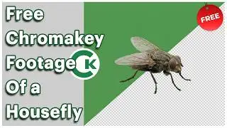 Free Housefly Green Screen Footage | Chroma Key Fly Video