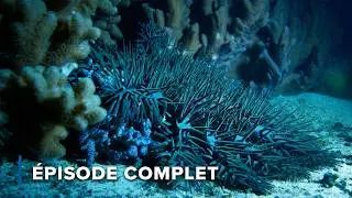 Les monstres de l'océan : Requins, Méduses et plus | Mortelle Australie 104