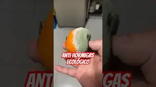 ANTI HORMIGAS ECOLÓGICO