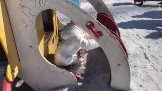 Полина гуляет и кормит животных в контактном зоопарке