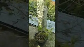 будем делать плакучие сосны вмести .