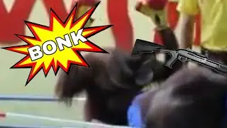 Two Boxing Monkes Get Bonked On Spas-12 Chursday
