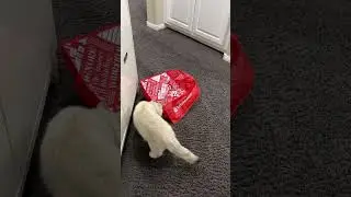 I could watch these two all day long!