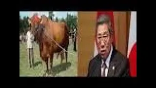 Berita Terbaru SBY MELOTOT Lihat Sapi Pak Jokowi SUPER BESAR Harganya WOW