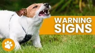 13 Signs Your Dog Doesn’t Love You (Even If You Think They Do)