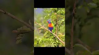 Colourful Parrot
