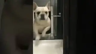 ИТНИ ЯХШИ КӮРАМАН ИТНИ ЁМОН КӮРАМАН