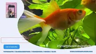 Fische im Aquarium durch Glas fotografieren und filmen Tipps mit Smartphone durch eine Glasscheibe