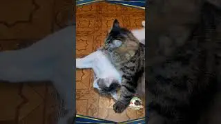 Котики Дружбаны).