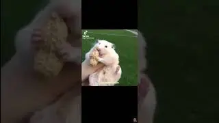 Hampter 🐹 