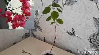 Бугенвиллия.Уход.Размножение